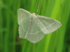 Chlorissa viridata