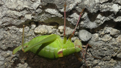 Barbitistes fischeri