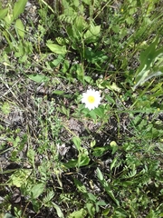 Leucanthemum vulgare