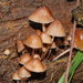 Mycena subgalericulata - Photo (c) Reiner Richter, some rights reserved (CC BY-NC-SA), uploaded by Reiner Richter
