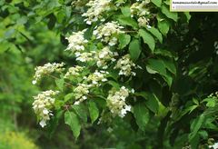 Hydrangea bretschneideri
