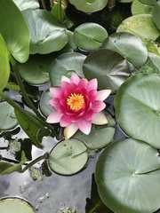 Nymphaea rubra