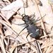 Cicindela sachalinensis - Photo (c) Homemountain/Shan Gui, some rights reserved (CC BY-NC), uploaded by Homemountain/Shan Gui