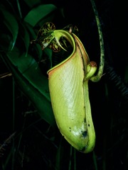 Nepenthes bicalcarata