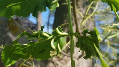 Tomostethus nigritus