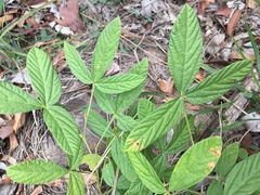 Flemingia parviflora
