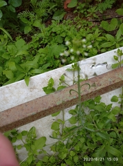 Capsella bursa-pastoris