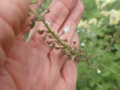 Endostemon obtusifolius
