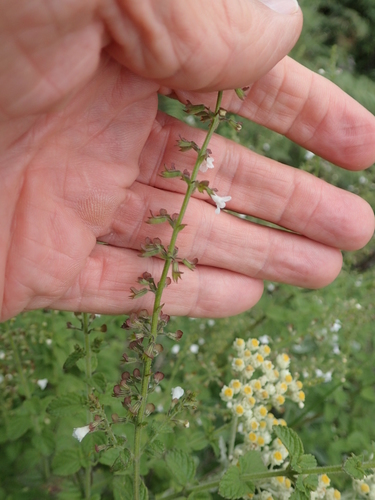 Image of Endostemon obtusifolius by no rights reserved