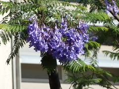 Jacaranda mimosifolia