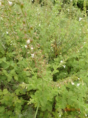 Endostemon obtusifolius