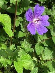 Geranium