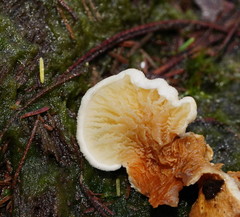 Pseudomerulius