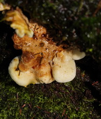 Pseudomerulius