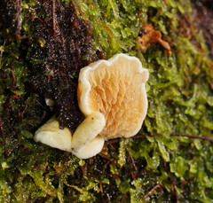 Pseudomerulius