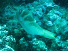 Canthigaster cyanospilota