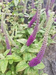 Teucrium hircanicum