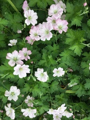 Geranium × oxonianum