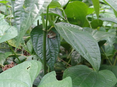 Strephonota strephon