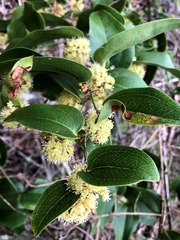 Smilax australis