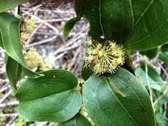 Smilax australis