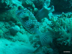 Cyclichthys spilostylus