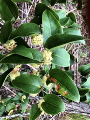 Smilax australis