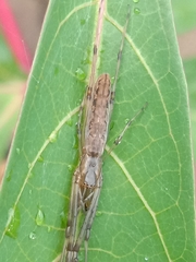 Tetragnatha