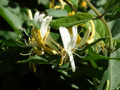 Lonicera japonica