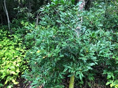 Toechima tenax