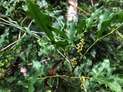 Toechima tenax