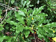 Toechima tenax