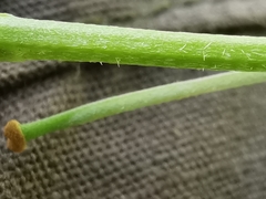 Erysimum nevadense collisparsum