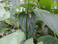 Strephonota strephon