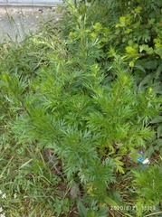 Artemisia vulgaris