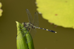 Orthetrum serapia