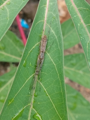 Tetragnatha