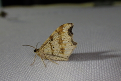 Macaria notata