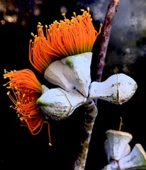 Eucalyptus miniata