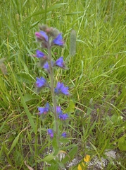 Echium vulgare