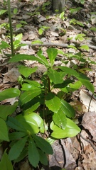 Chimaphila umbellata umbellata