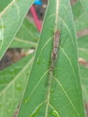 Tetragnatha