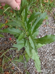Cirsium arvense