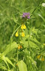 Melampyrum nemorosum