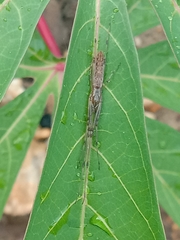 Tetragnatha