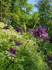 Aquilegia atrata