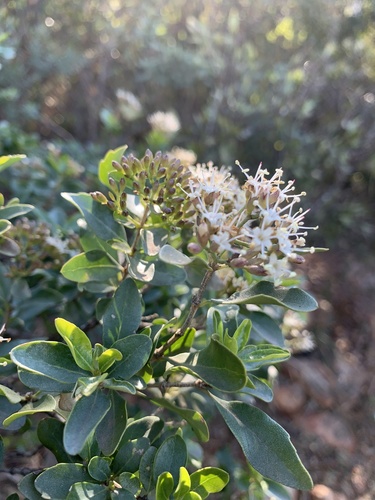 Brittlewood nuxia (Nuxia congesta)