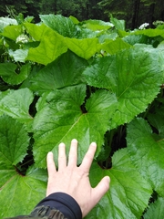 Petasites kablikianus