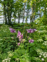 Aquilegia atrata