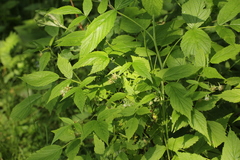 Rubus idaeus